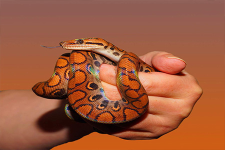 Understanding Phobias