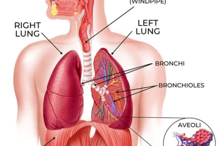 Observing Respirations Part 1