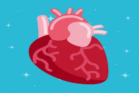 The heart
