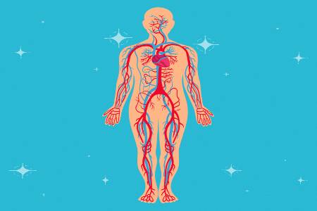 The cardiovascular system