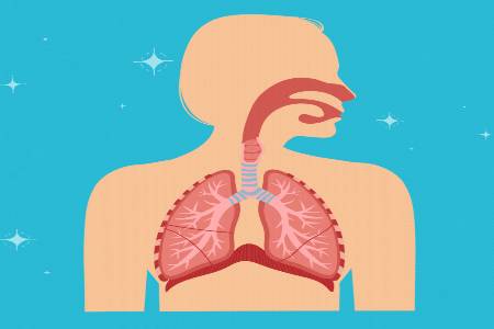 The respiratory system