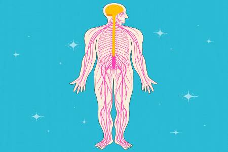 The nervous system