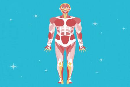 The musculoskeletal system (Muscles)
