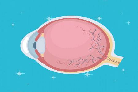 The eye
