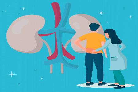 The kidneys