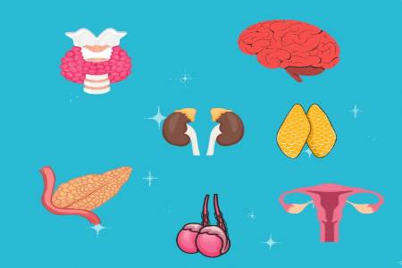 The endocrine system